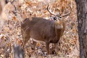 Regional Rut Update: Rut Not Quite Over; Find December Whitetail Activity in Your State - Game & Fish