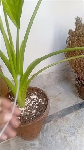 My Elephant Ear Plant is Taking Over! How to Manage its Size & Growth