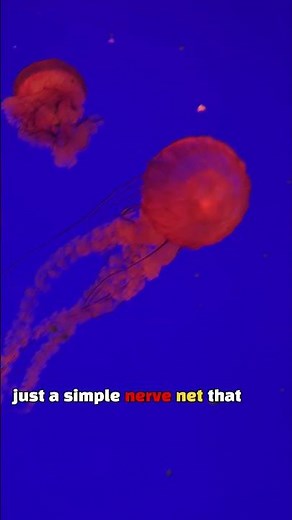 Pacific Sea Nettle – The Dramatic Stinging Jellyfish! | Nature’s dancer 🌊 #injust5mins #shorts