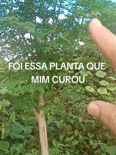 Descubra a Moringa: A Planta que Me Curou
