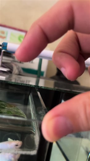 Expert Tips for Setting Up a Betta Fish Aquarium