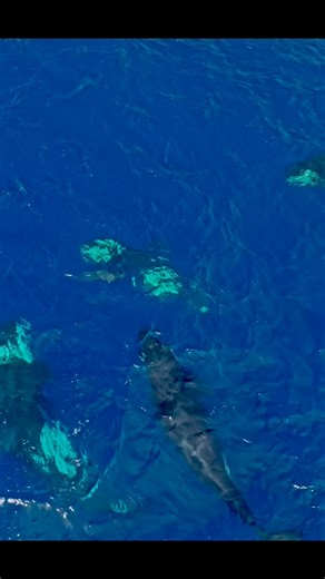 Witness the power of an orca hunt! These powerful apex predators came to San Diego less than a month ago to hunt for common dolphins right off our shores. Hailing from the transient Eastern Tropical Pacific ecotype, these impressive animals occasionally see fit to tear through the local dolphin population at seemingly random times throughout the year. They are brutal, efficient hunters, and an incredible sight to behold. Book now at https://bigbluephotoboat.com #orcas #sandiego # California Kill