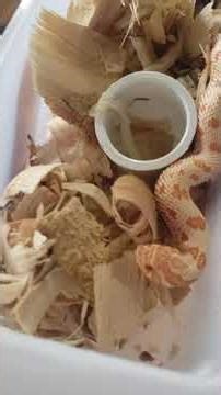 Purple Line Albino Hognose baby just shed!! #hognose #snake #elysiumsnakefarm #giantsalamander