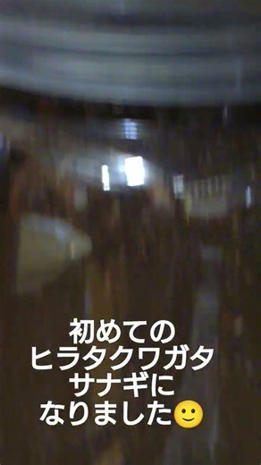 【ヒラタクワガタ】天然のヒラタクワガタの子供達がサナギになりました‼️ 成虫になるのが楽しみです😊 ＃クワガタ＃ヒラタクワガタ＃自然