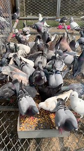14K views · 363 reactions | Dinner of my pigeons! #pigeon #petcare #pet #birds #animals #bird #highlights Sami Loft & FarmHouse Pigeon breeds coloured homing pigeons lre/uk | Fighters Of The Sky | Facebook