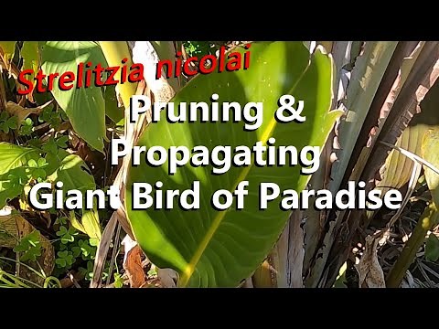 Giant White Bird of Paradise Pruning and Propagating an Offshoot to Grow Another Strelitzia Nicolai