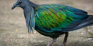 The next de-extinction target: The dodo