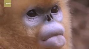 Nature gives us an endless supply of China's magnificence in every region and in every season, here's a compilation of the best views. #PRC70 #70YearsThriving #nature #cgtnnature For more: https://news.cgtn.com/news/2019-09-30/In-nature-in-China-What-makes-China-amazing--Kpl87b2jjq/index.html | CGTN