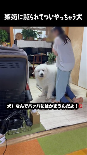嫉妬に駆られてやり過ぎちゃう大型犬 #グレートピレニーズ #greatpyrenees #大型犬 #大型犬のいる生活 #愛犬 #癒し #可愛い