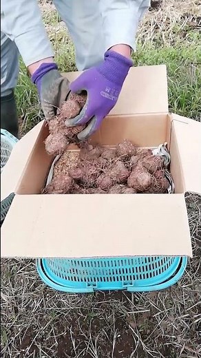 [Taro] Easy at home! Long-term storage method [Taught by organic farmers! Pesticide-free home gar...