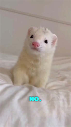 3 Reasons You Will REGRET Getting a Ferret! 🛑🦦