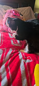 13K views · 1.6K reactions | Keebo shows off her thumper feet! | Team Keebo | Facebook