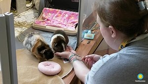 🐾🥬 Training time with our guinea pigs! Amazonia keeper Christina Castiglione extends her hand, inviting Sinchi (left) and Imilla (right) to climb upon it and receive their favorite food: lettuce! . . . 🧠 Although she could easily pick them up, Christina wants the guinea pigs have the choice to interact with her. This makes training sessions a positive experience and helps build the animals’ trust in her. Thinking about the behavior she’s asking for gives the guinea pigs some mental exercise, 