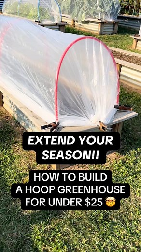 1.9K views · 11 reactions |  HOW TO BUILD A HOOP HOUSE GREENHOUSE FOR CHEAP !! #foodscape #garden #gardening #greenhouse #diy | The Fruitful Foodscape | Facebook