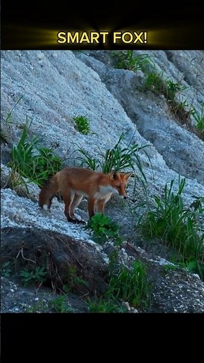 Cutest Wild Fox Moments Caught on Camera #shorts