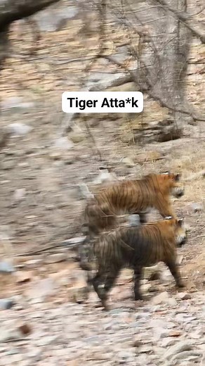 1M views · 6.1K reactions | UNBELIEVABLE TIGER HUNTING . . . . #reels #wildlife #joju_wildjunket #wildlifephotography | Joju Wildjunket | Facebook
