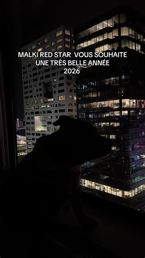 Road-trip en Europe avec Malki le Staffy !