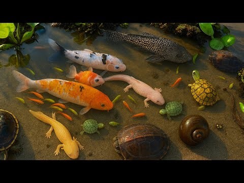 Colorful Discus, Carp, Ranchu & Guppies Hatching from Giant Eggs!