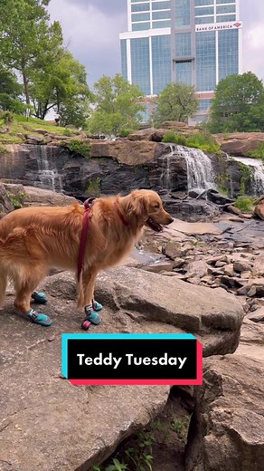 Teddy Tuesday Fun with Golden Retriever Puppy