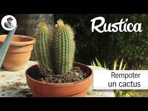 How to successfully repot cacti
