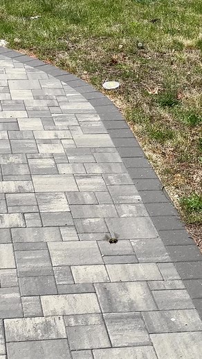 13 reactions | #slowmotion #bees #spring #hunting #springcleaning #springcleaning #springtime #summer #video #nature #wildlifephotography #instagood #instadaily #instagram #photooftheday #photos #photographer #picoftheday | Savingmemoryarchives | Facebook