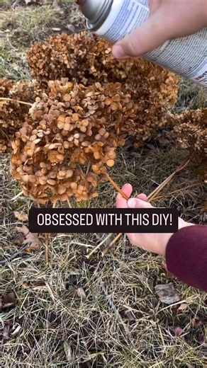 11K views · 5 comments | One of my favorite DIY Christmas hacks→ spray-painted hydrangeas! ✨ A cheap, easy way to add texture, color, and those rich moody tones to your tree. Seriously OBSESSED. Would you try this?  #christmasdiy #christmastreeinspo #diydecor #holidaydecorideas #diychristmas #hydrangeas #christmastips #tree decorating #holidaystyle #simplypaintedwhite | Simplypaintedwhite | Facebook