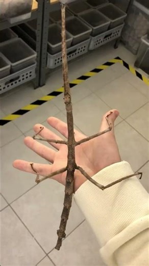 Insect Transformation! #animals #animallife #shorts