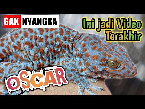 BIG GECKO ‼️ Melihat dan Mengenal Lebih Dekat Si Oscar Tokek Rumah | Satu Hari Sebelum MATI!