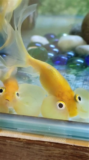 Exploring Bubble Eye Goldfish: Care and Characteristics