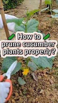 Grow 10X More Cucumbers The 3 Step Pruning Plan!