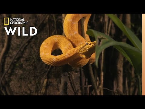 Snake v. Bat | World's Deadliest