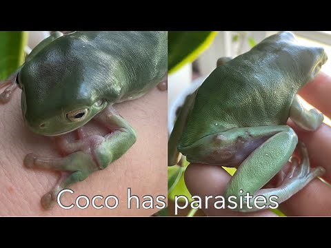 My White’s Tree Frog Is Sick
