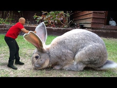Meet giant 4ft Rabbit Darius | World's Biggest Rabbit 2018 | BIGGEST Rabbit In The World 2018