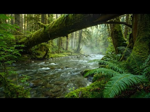 Flowing River with Soft Bird Chirping, Calm Forest Nature Sounds for Sleeping, Rest & Relaxation