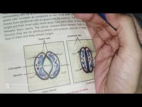 Transpiration|biology| 9