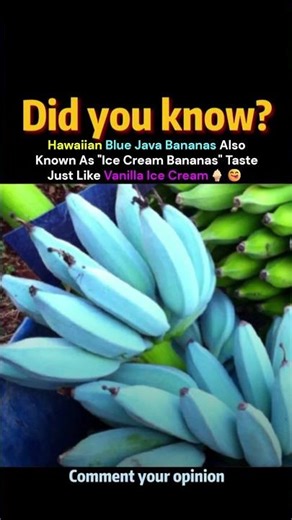 Blue Java Bananas Taste Like Ice Cream 😋