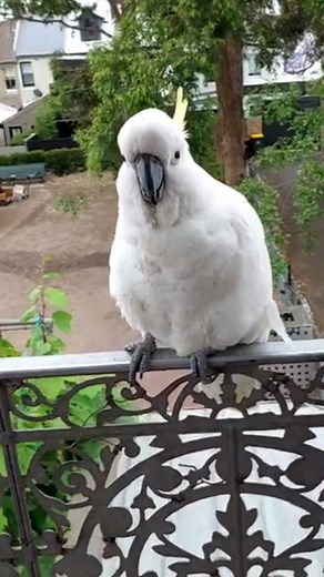 Friendly Cockatoo Enjoys a Treat | BIRD 24