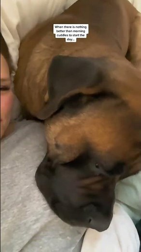 This is Morning CUDDLES With my giant puppy! #dog #dogs #cutedog