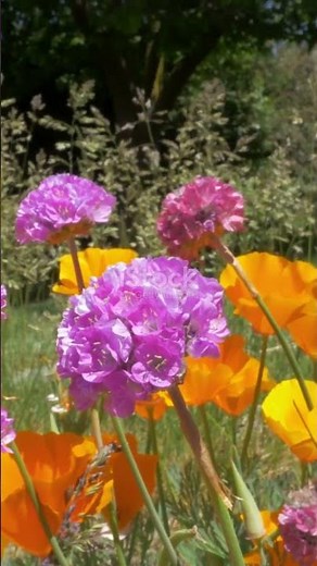 ¡Así luce España en primavera! 🌸🌿