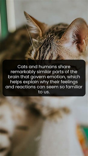 Your Cat May Feel More Like You Than You Think