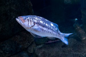 Fish scales do far more than protect – here’s what scientists found