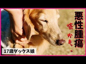 犬の悪性腫瘍・癌どう向き合う？