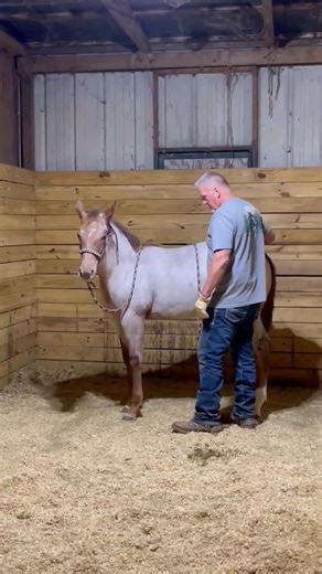 Johnny Cook on Reels