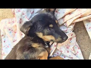 Abused and thrown into the trash, the stray puppy's pitiful cries drew me over.