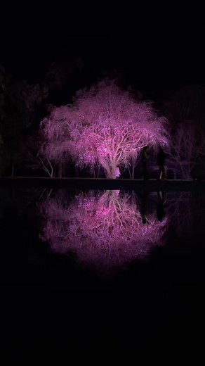 あまぎ水の文化村の美しい夜桜