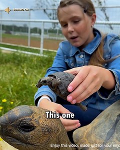 Be a hero today—even for the tiniest lives! 🐢💪 Who else can’t resist helping a baby turtle reach the sea? 🌊❤️ #SaveTheTurtles #TinyHero #BabyTurtleRescue #SaveTheOcean #BeKindToNature #TurtleLove #WildlifeWarrior #EcoHero #TrendingGoodness #ViralCompassion #ProtectWildlife | Trigger Scroll