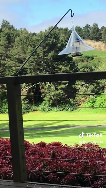 Hilarious Squirrel Trying to Reach Seeds in Entertaining Voiceover