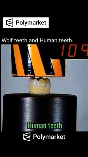 Evolve with Tech on Instagram: "🐺 Wolf teeth vs. Human teeth 🦷Wolves have long, sharp canines built for gripping and tearing flesh, while their carnassials act like scissors to slice meat. Humans, on the other hand, have flatter molars for grinding, smaller canines, and incisors suited for biting a variety of foods—reflecting our omnivorous diet. . . Wolves: Long canines + sharp carnassials = meat specialists . . Humans: Mix of incisors, canines, and molars = versatile eaters . . Follow (us) !