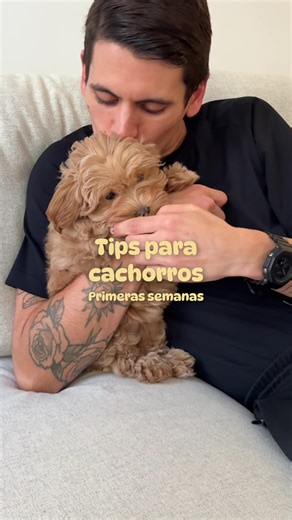 Solo llevo unos meses en casa y ya hemos aprendido un montón 🥹 ✨¿Seguimos compartiendo más tips? #puppy #cutedog #maltipoo