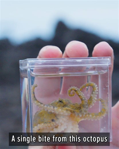 73K views · 793 reactions | Avoid these sea creatures at all cost! | Brave Wilderness | Facebook